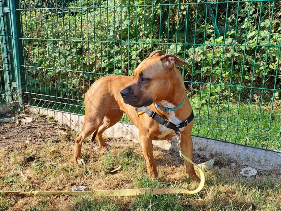 Venus - Chien à adopter - photo 2