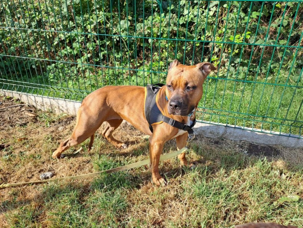 Venus - Chien à adopter - photo 3