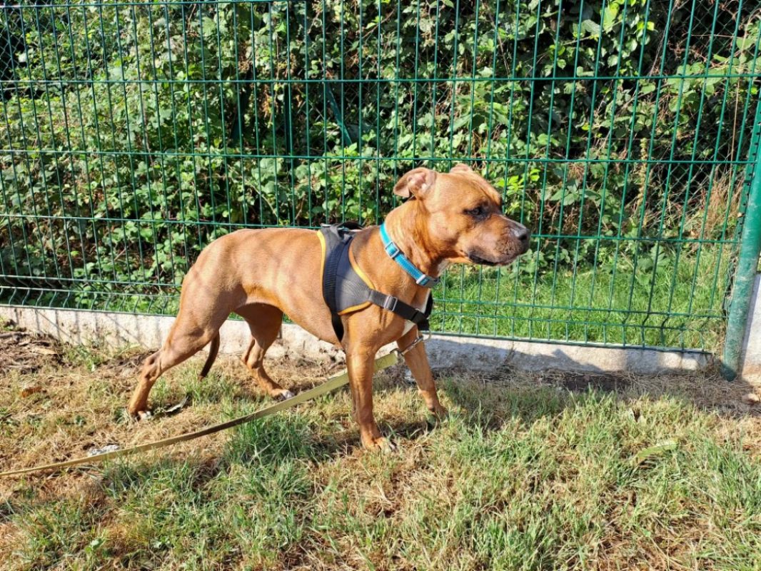 Venus - Chien à adopter - photo 4