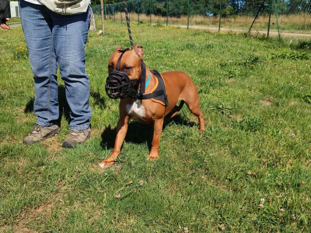 Venus - Chien à adopter - photo 8