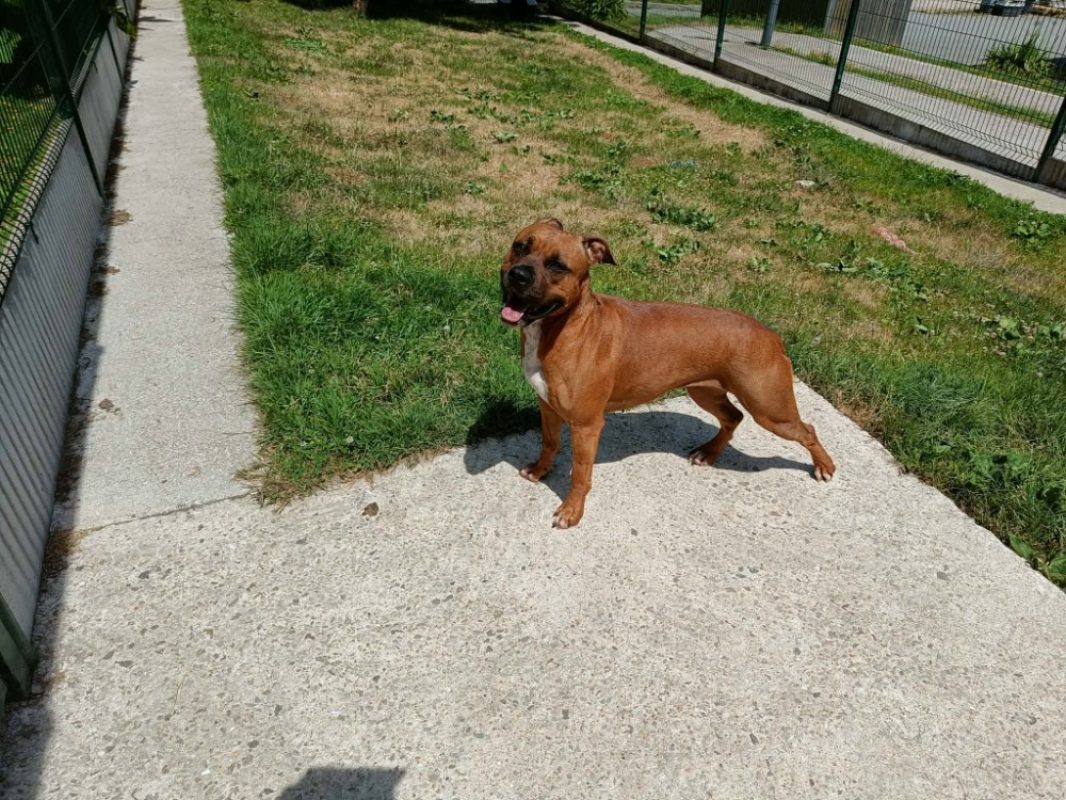 Venus - Chien à adopter - photo 9