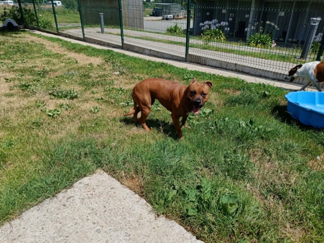 Venus - Chien à adopter - photo 10