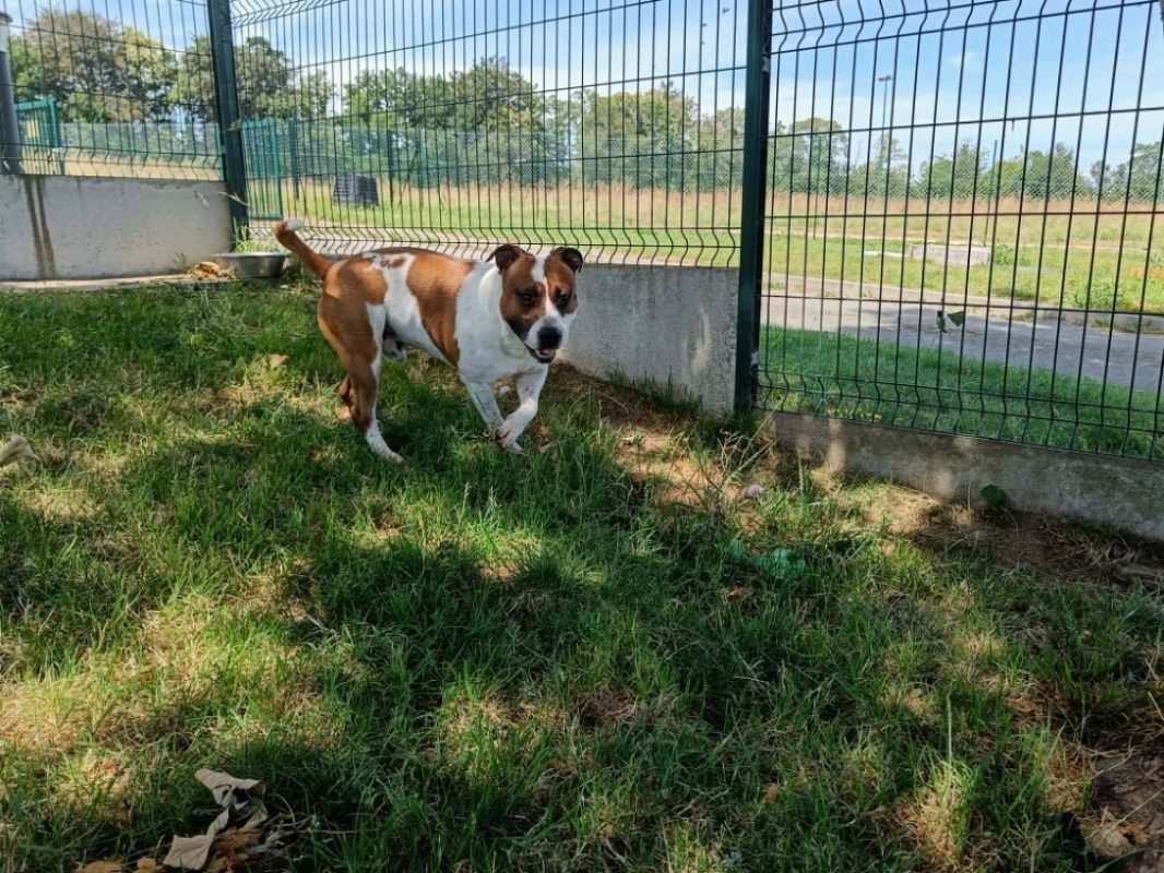 Sun - Chien à adopter - photo 5