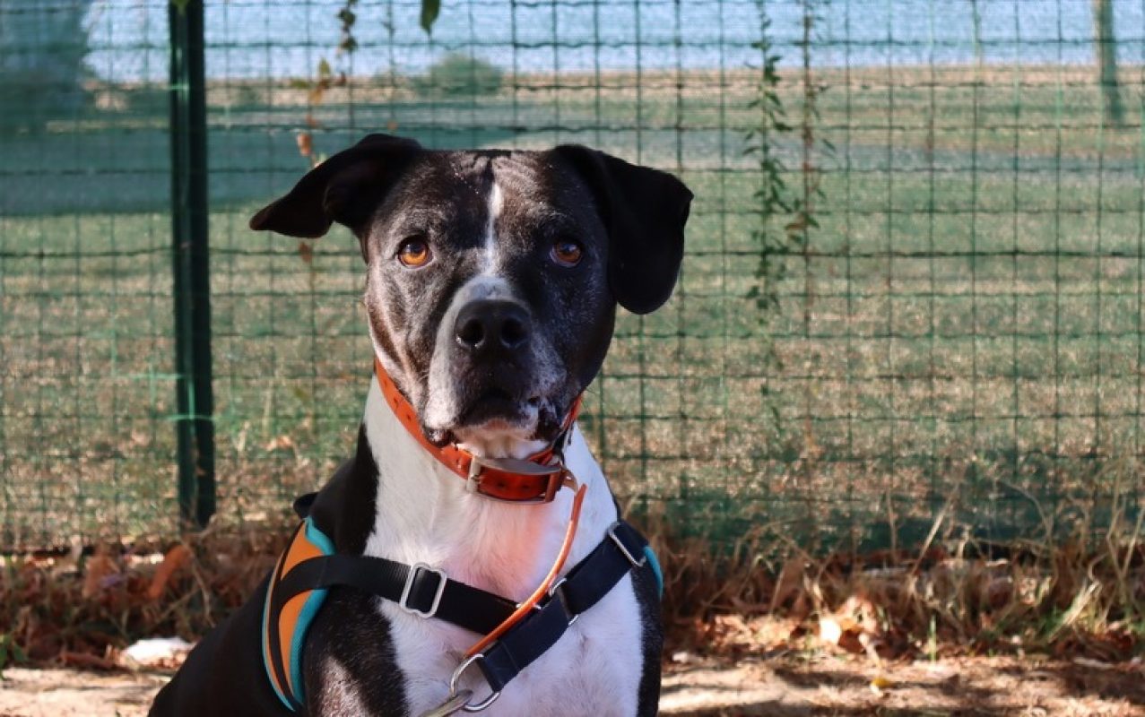Aka - Chien à adopter