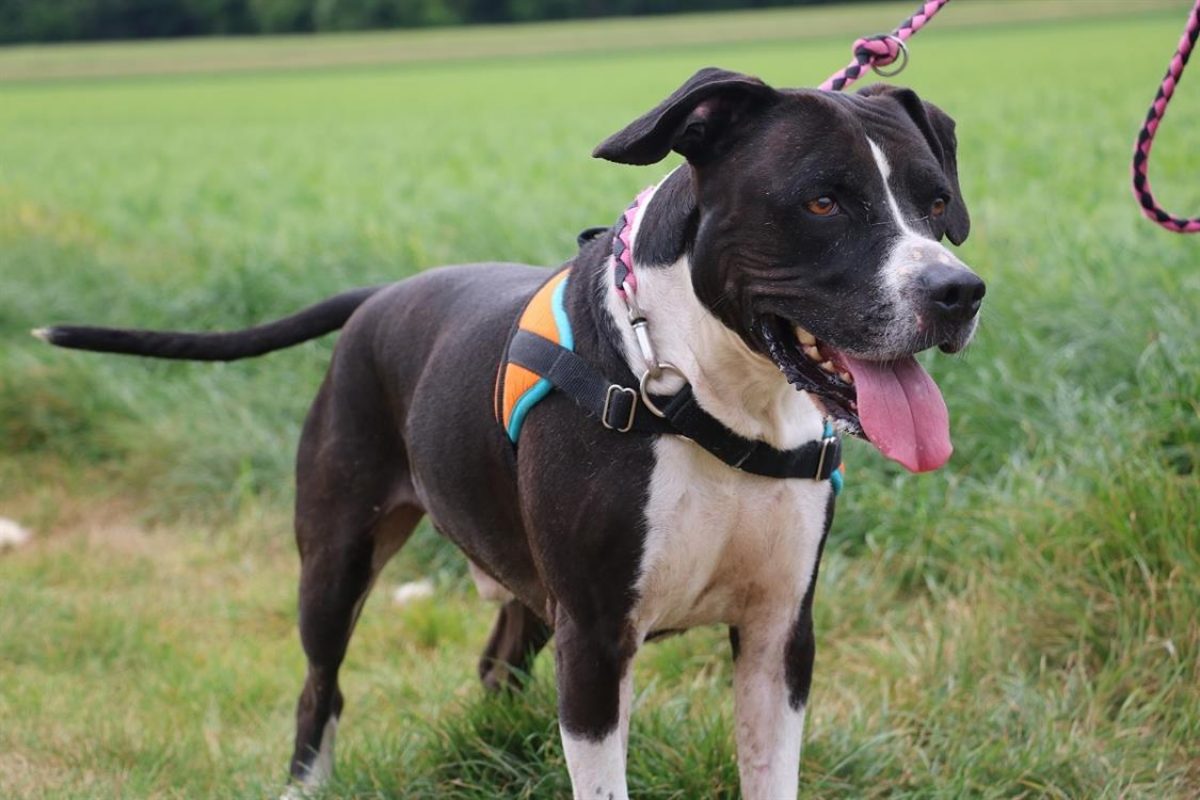 Aka - Chien à adopter - photo 3