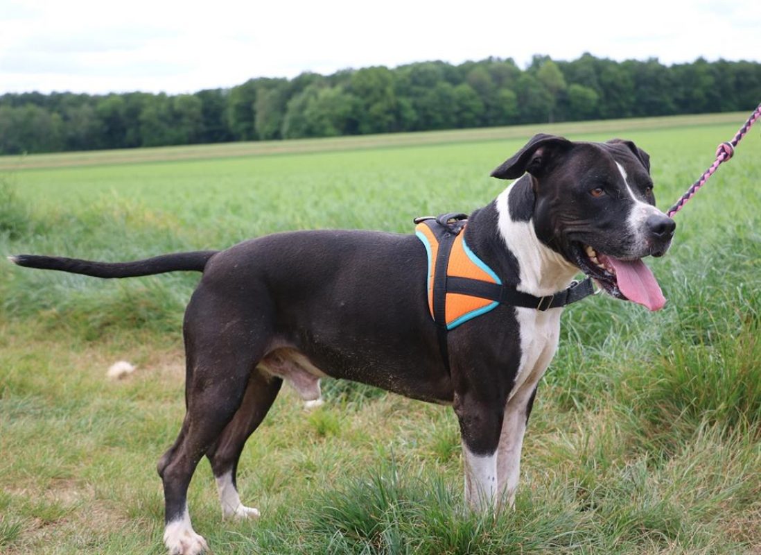 Aka - Chien à adopter - photo 5