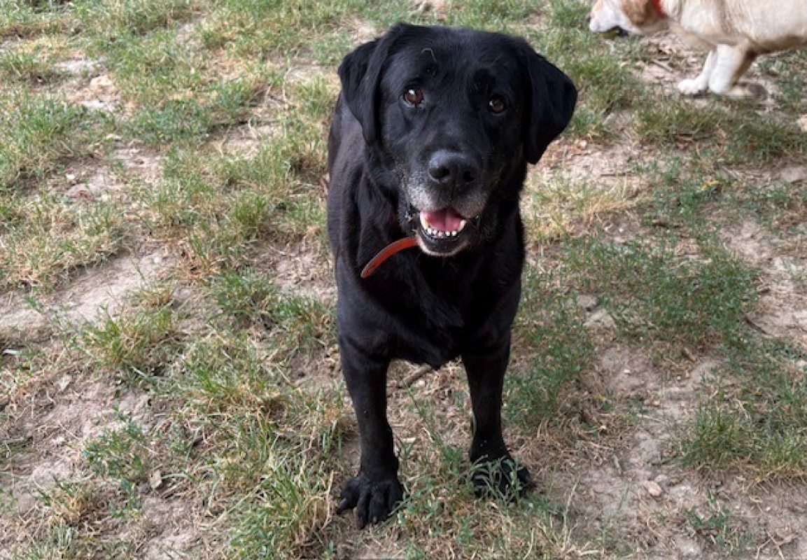 Pongo - Chien à adopter