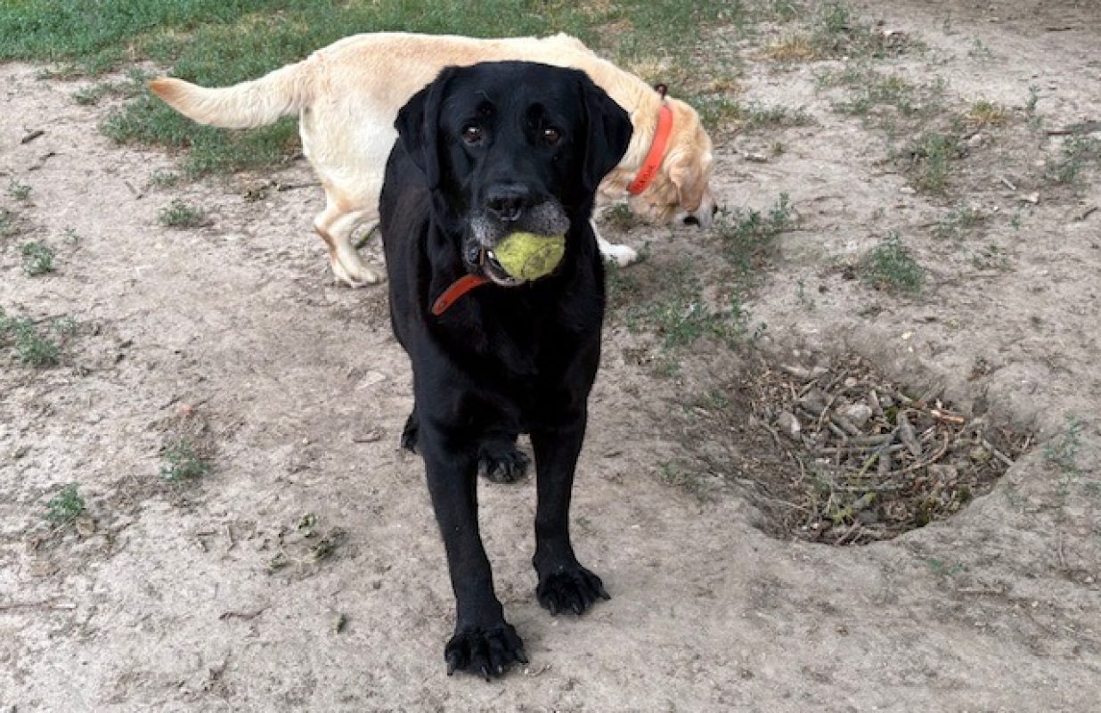 Pongo - Chien à adopter - photo 3