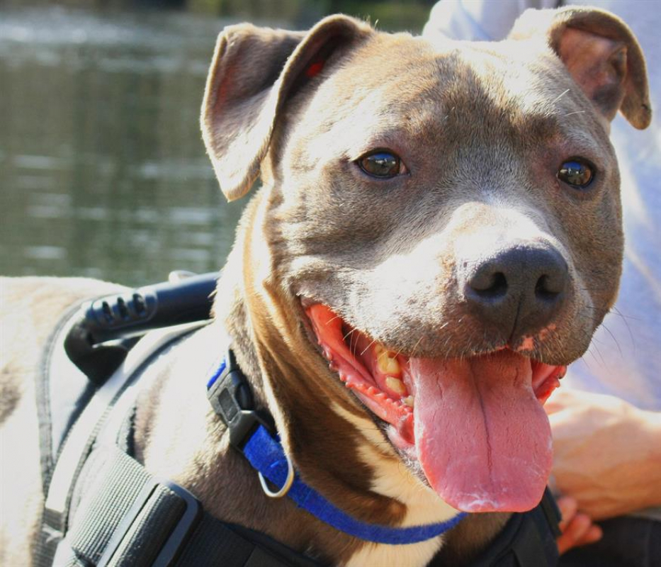 Photo #1 de Angelo dit nox