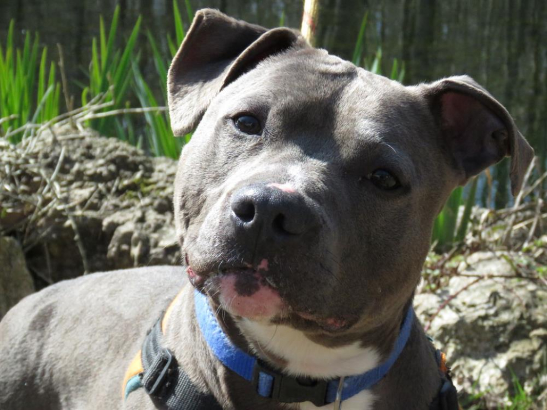 Photo #2 de Angelo dit nox