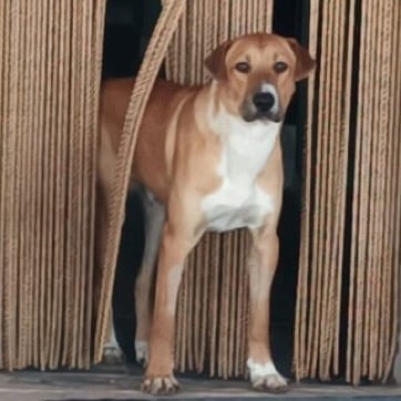 Photo de Balto