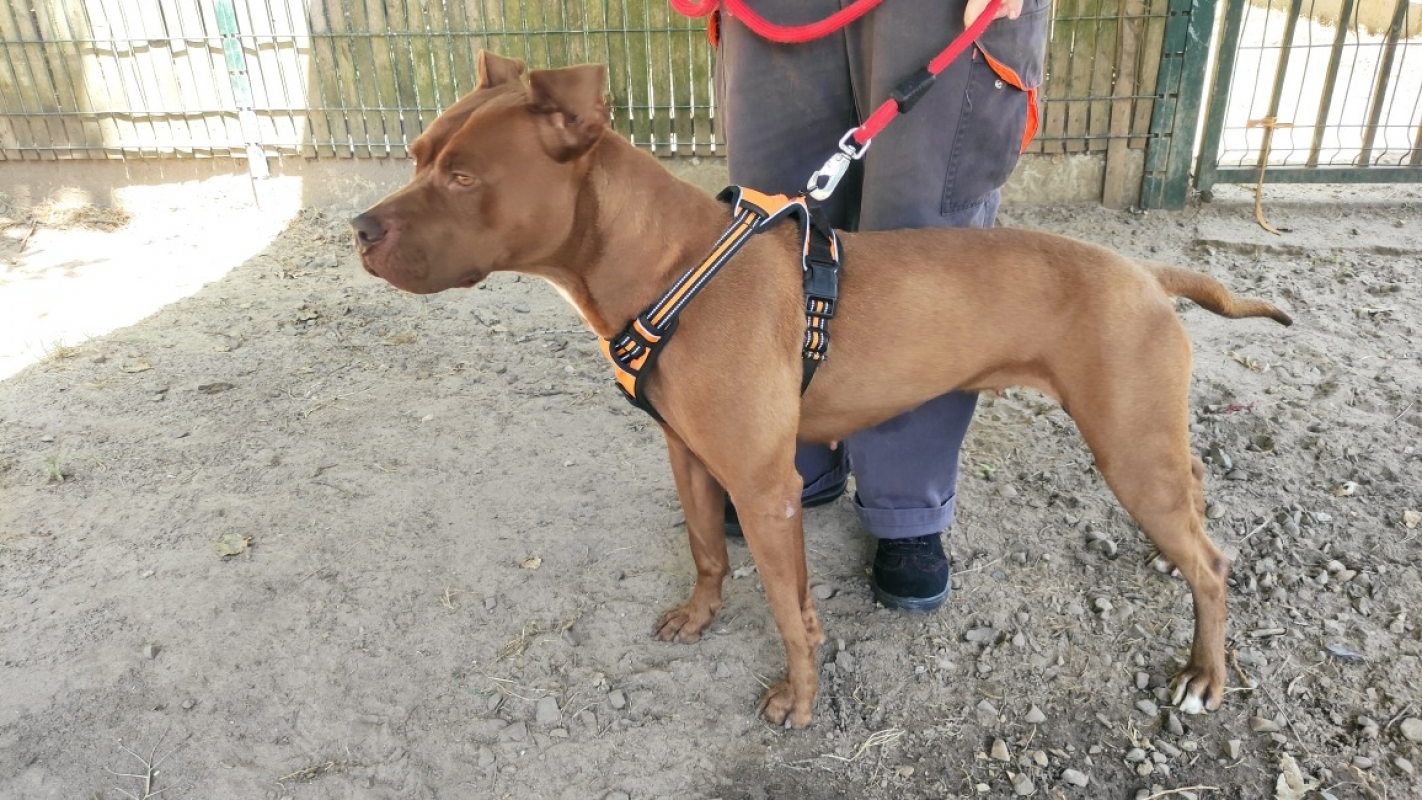 Photo #5 de Nala