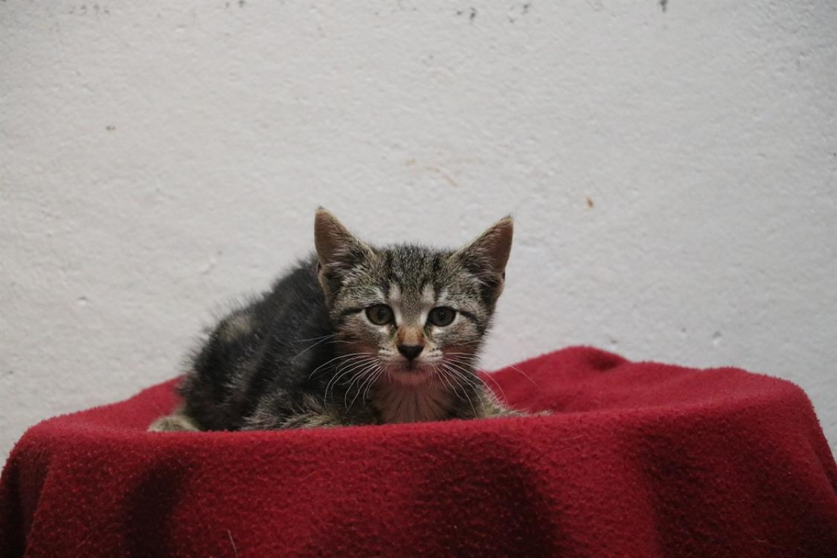 Photo de Dame croquettes