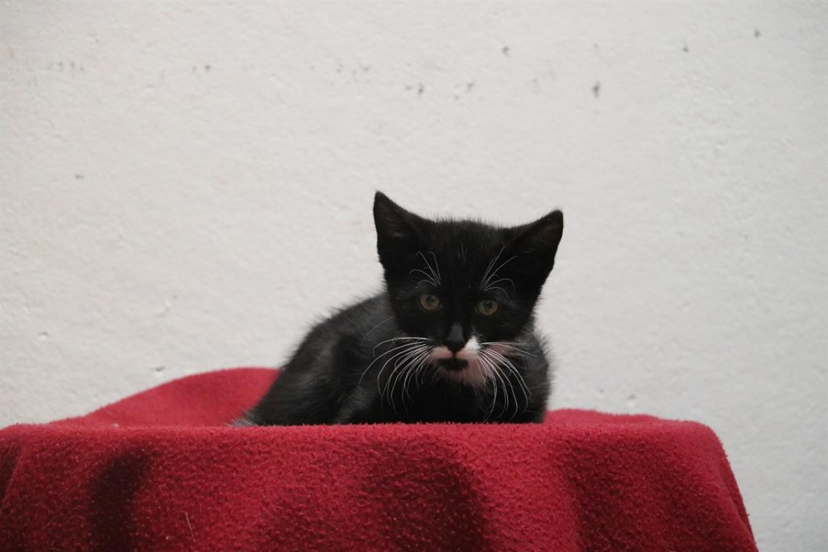 Photo de Docteur miaou