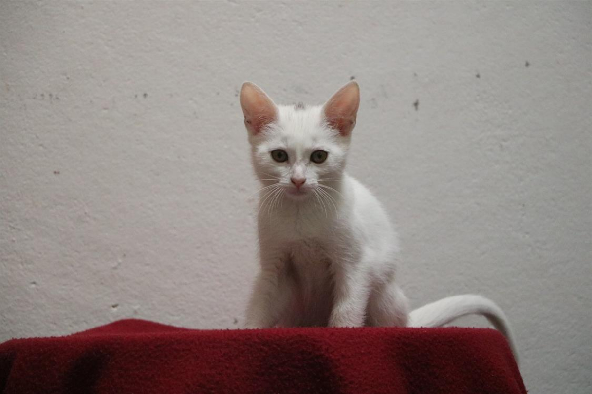 Photo de Miss griffouille