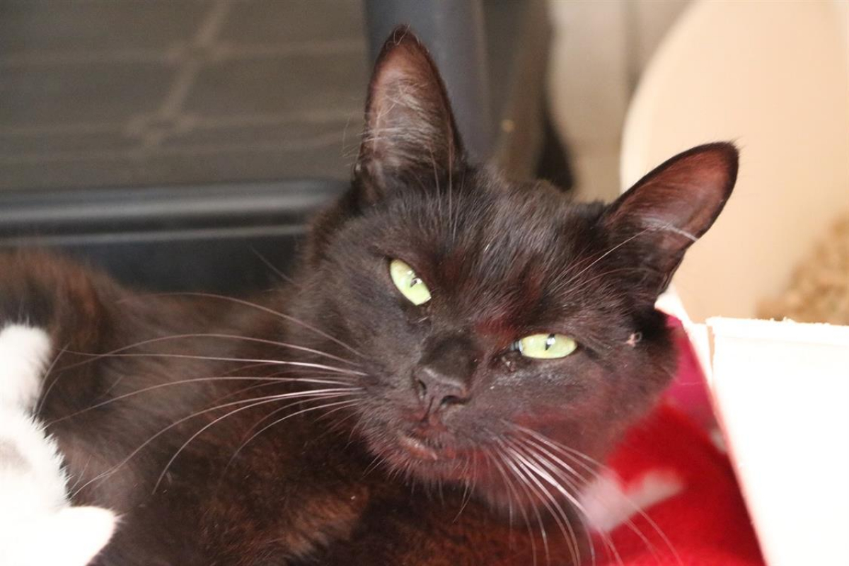 Photo de Comtesse miaou