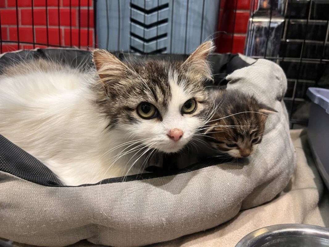 Camomille - Chat Angora Turc à adopter
