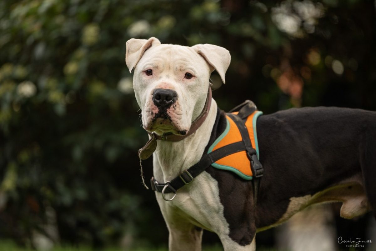 Shark - Chien à adopter