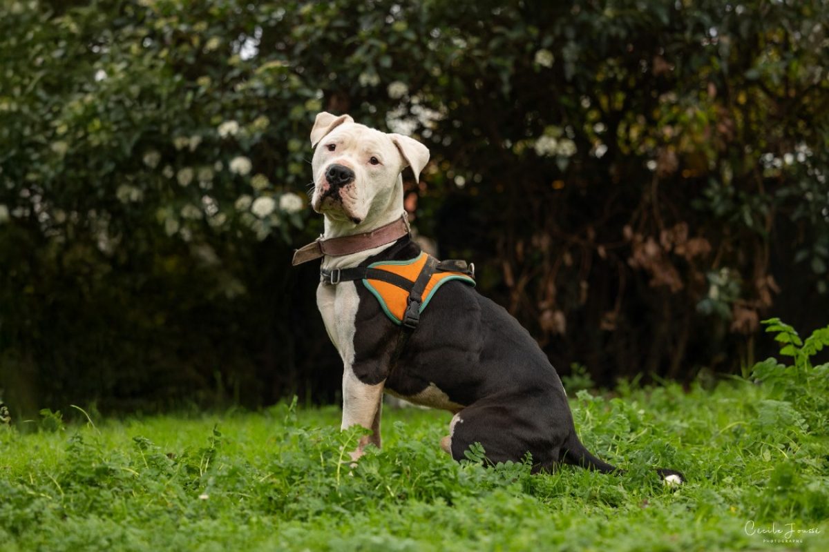 Shark - Chien à adopter - photo 2