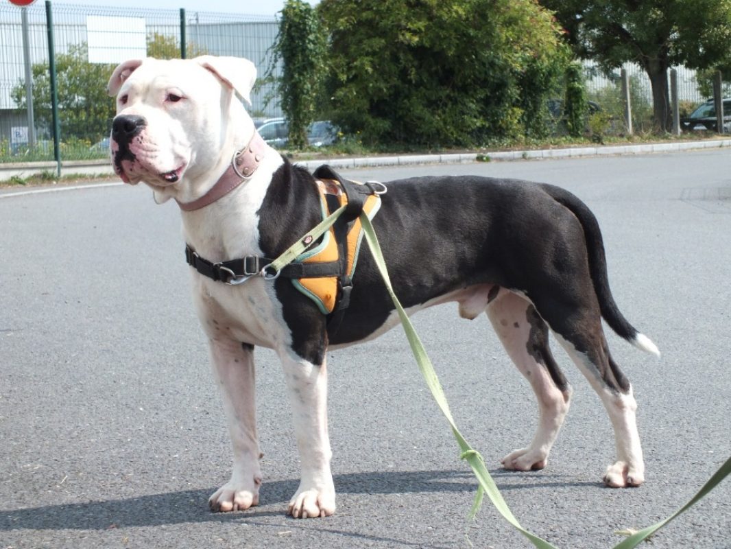 Shark - Chien à adopter - photo 4