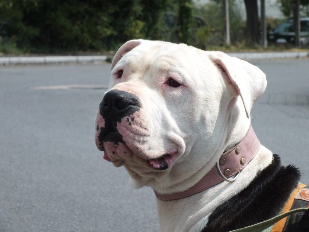 Shark - Chien à adopter - photo 7