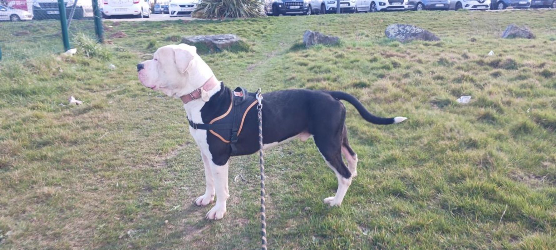 Shark - Chien à adopter - photo 10