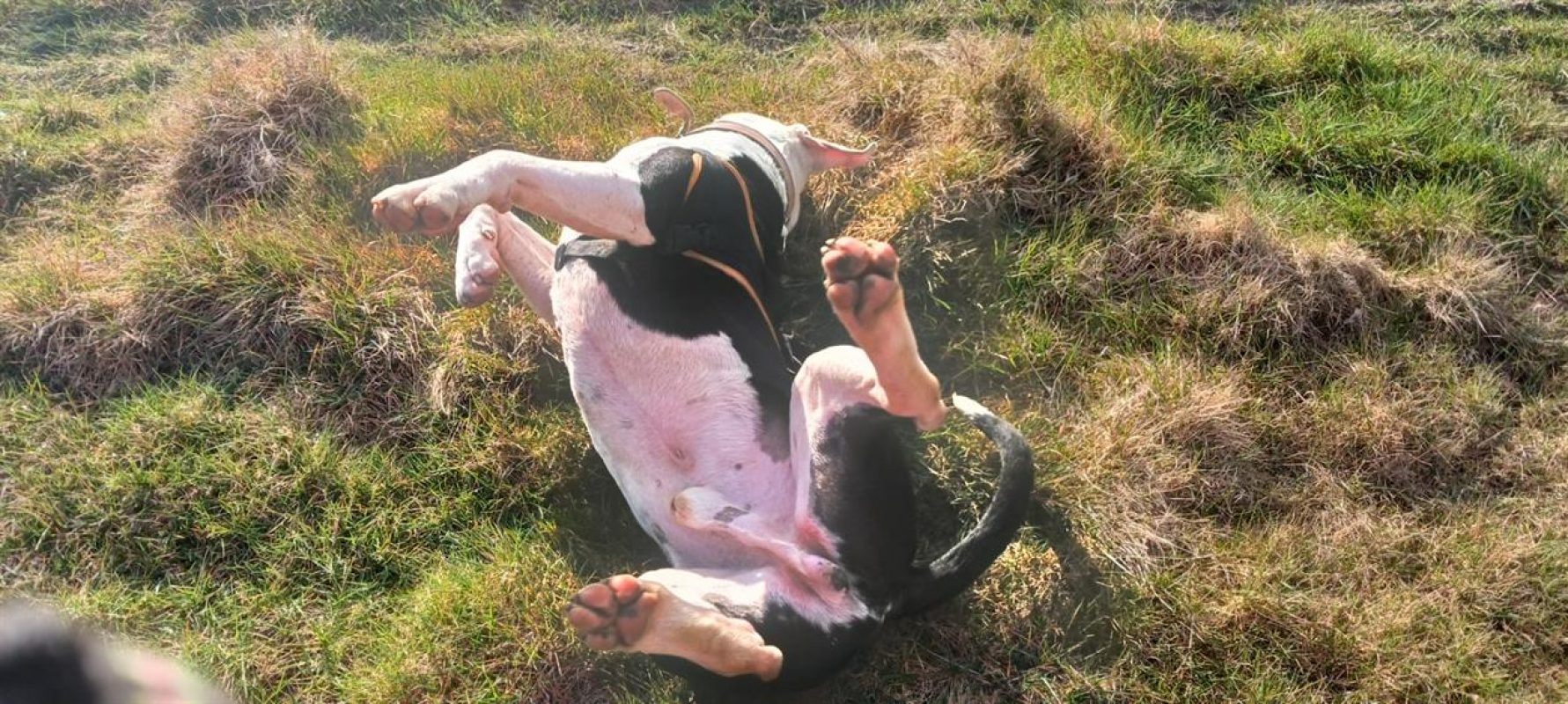 Shark - Chien à adopter - photo 11
