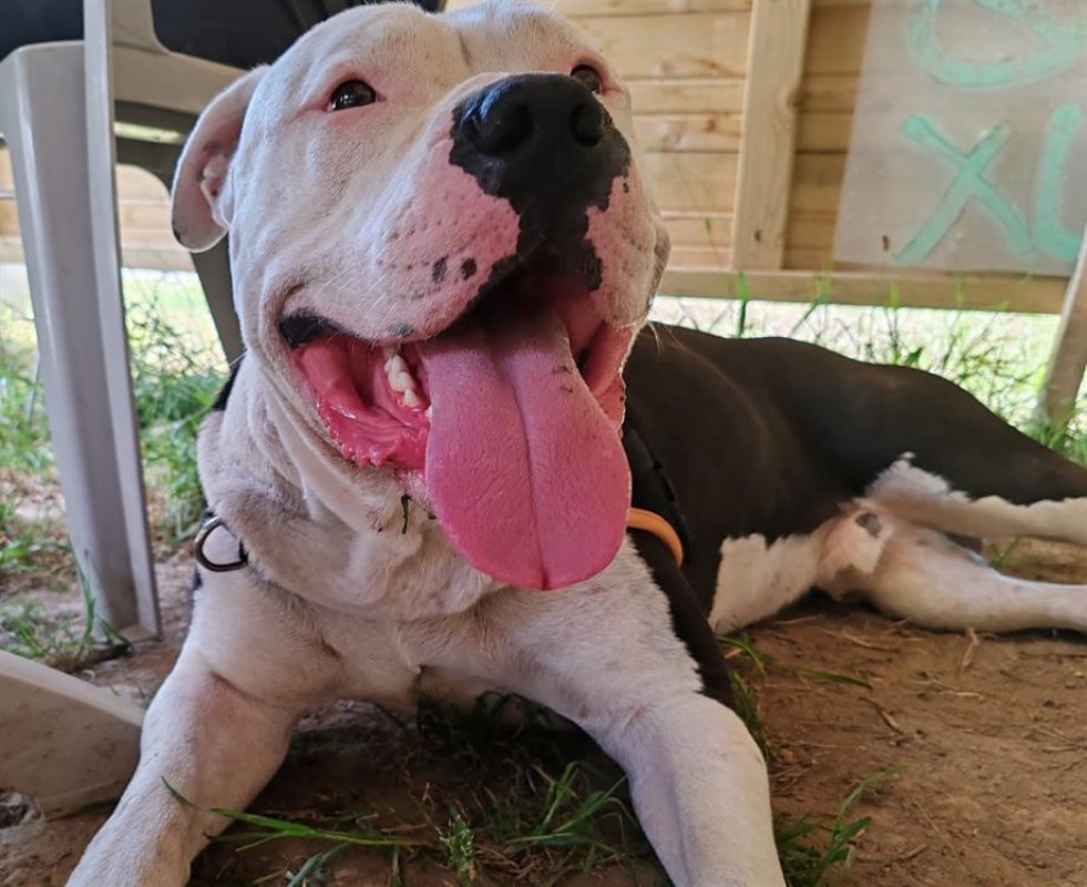 Shark - Chien à adopter - photo 12