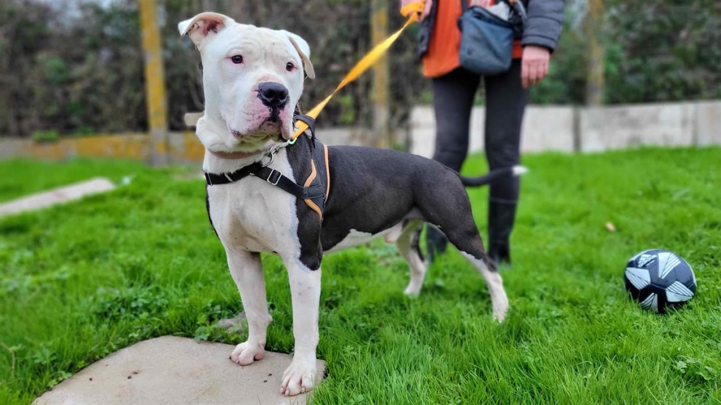 Shark - Chien à adopter - photo 13