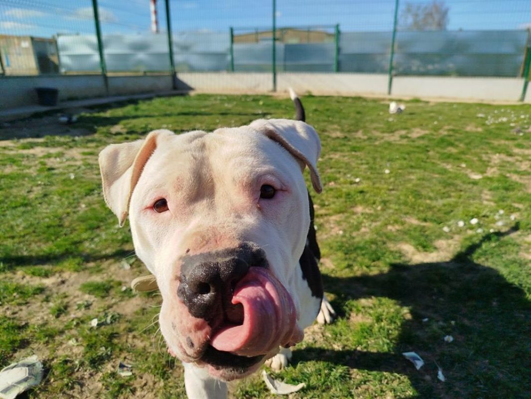 Shark - Chien à adopter - photo 14