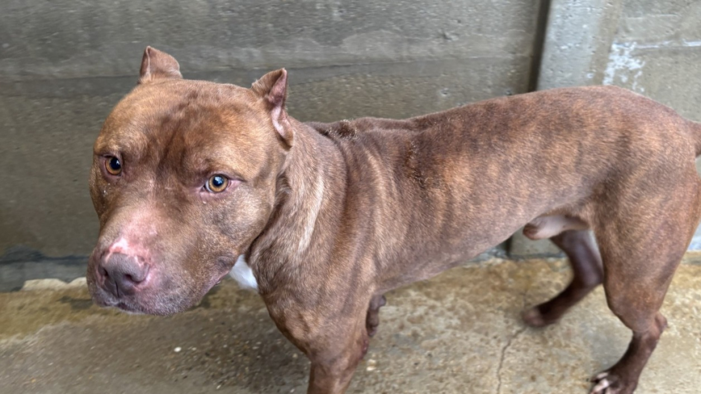 Photo #2 de Mastik vaa