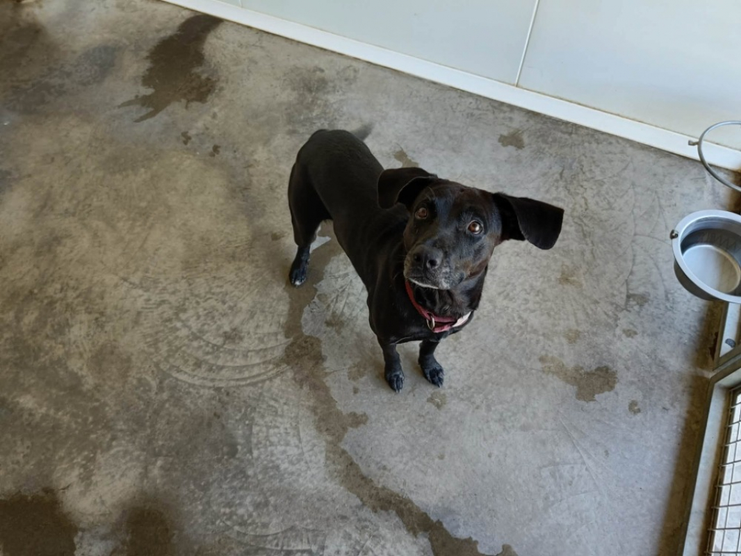 Photo #2 de Shadow