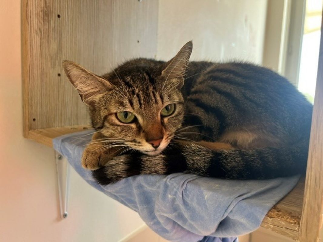 Tina - Chat Européen à adopter