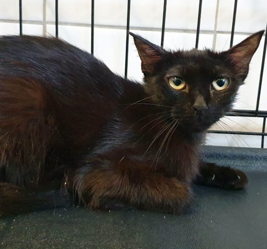 Ardoise - Chat Européen à adopter