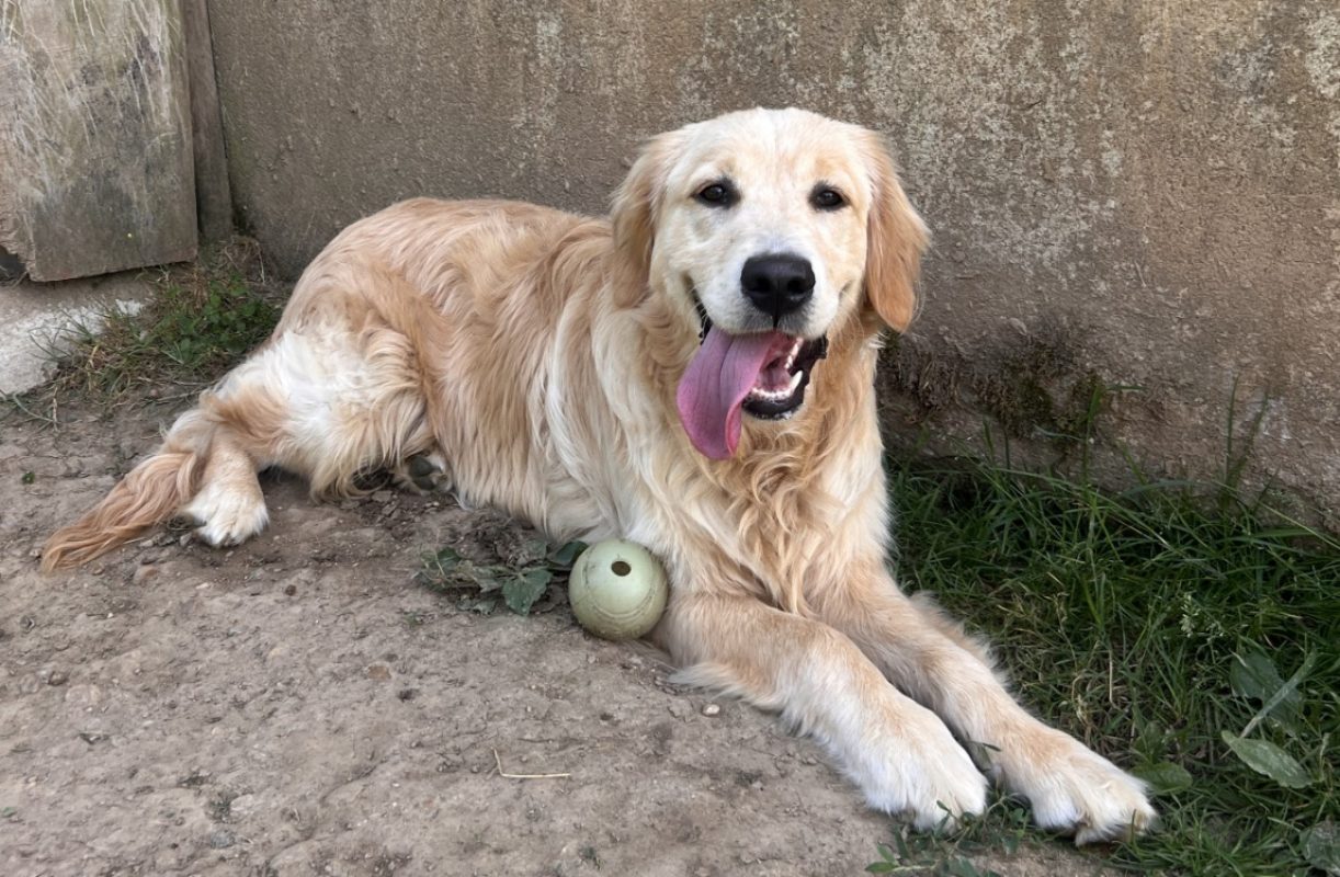 Winston - Chien à adopter