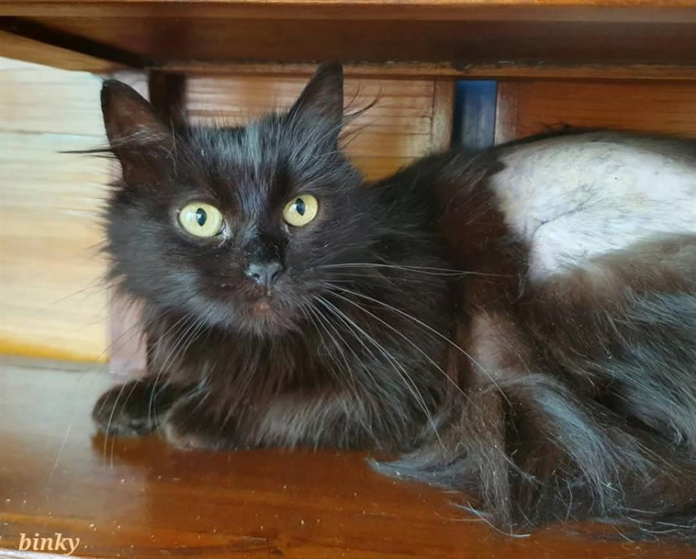 Photo #2 de Binky