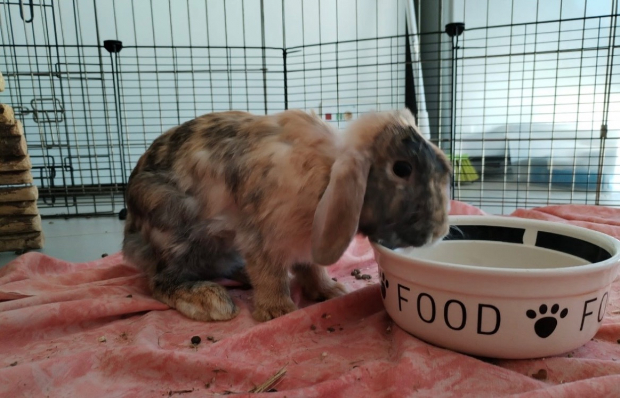 Photo de Oswald