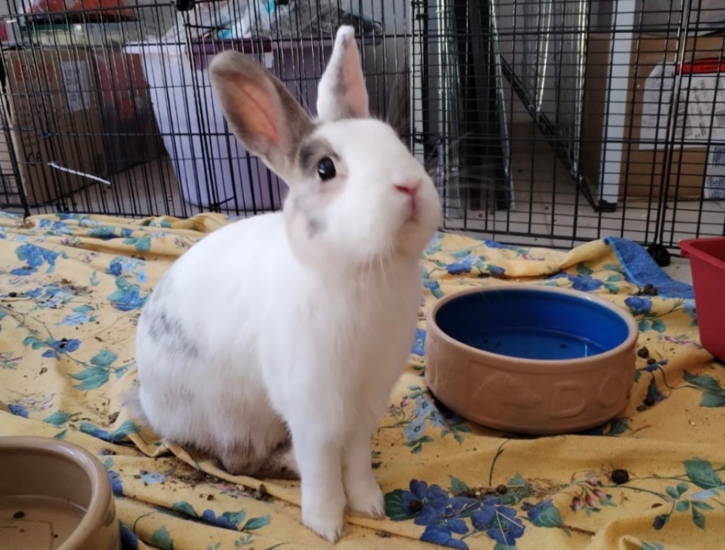 Photo de Rabbit