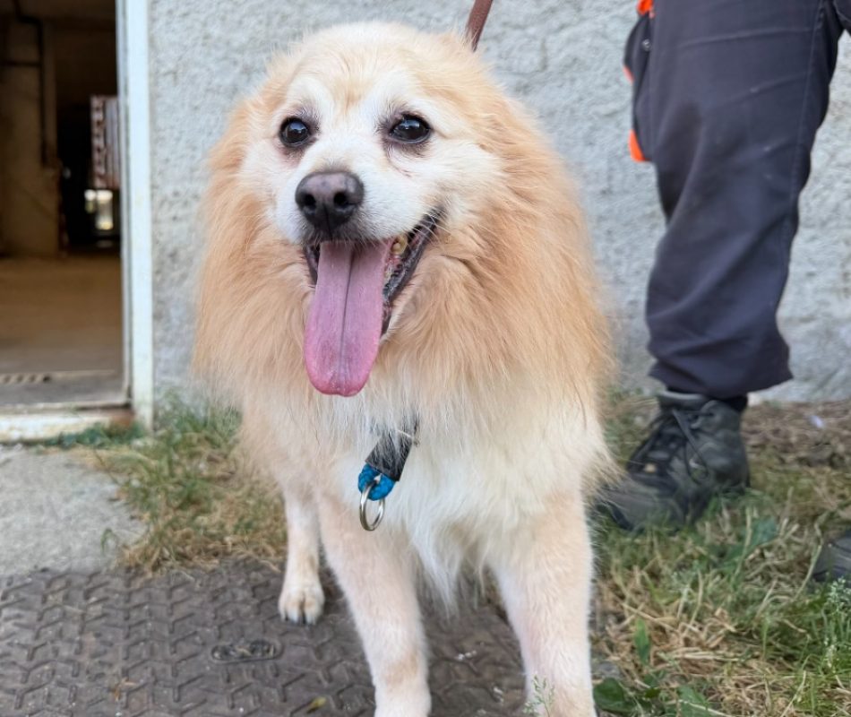 Nesquick - Chien Spitz Allemand à adopter