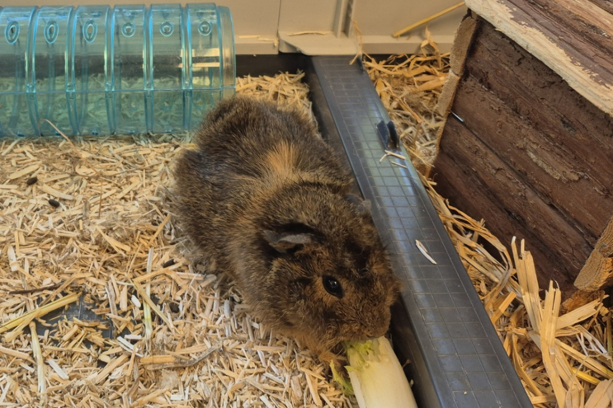 Photo #1 de Motorola