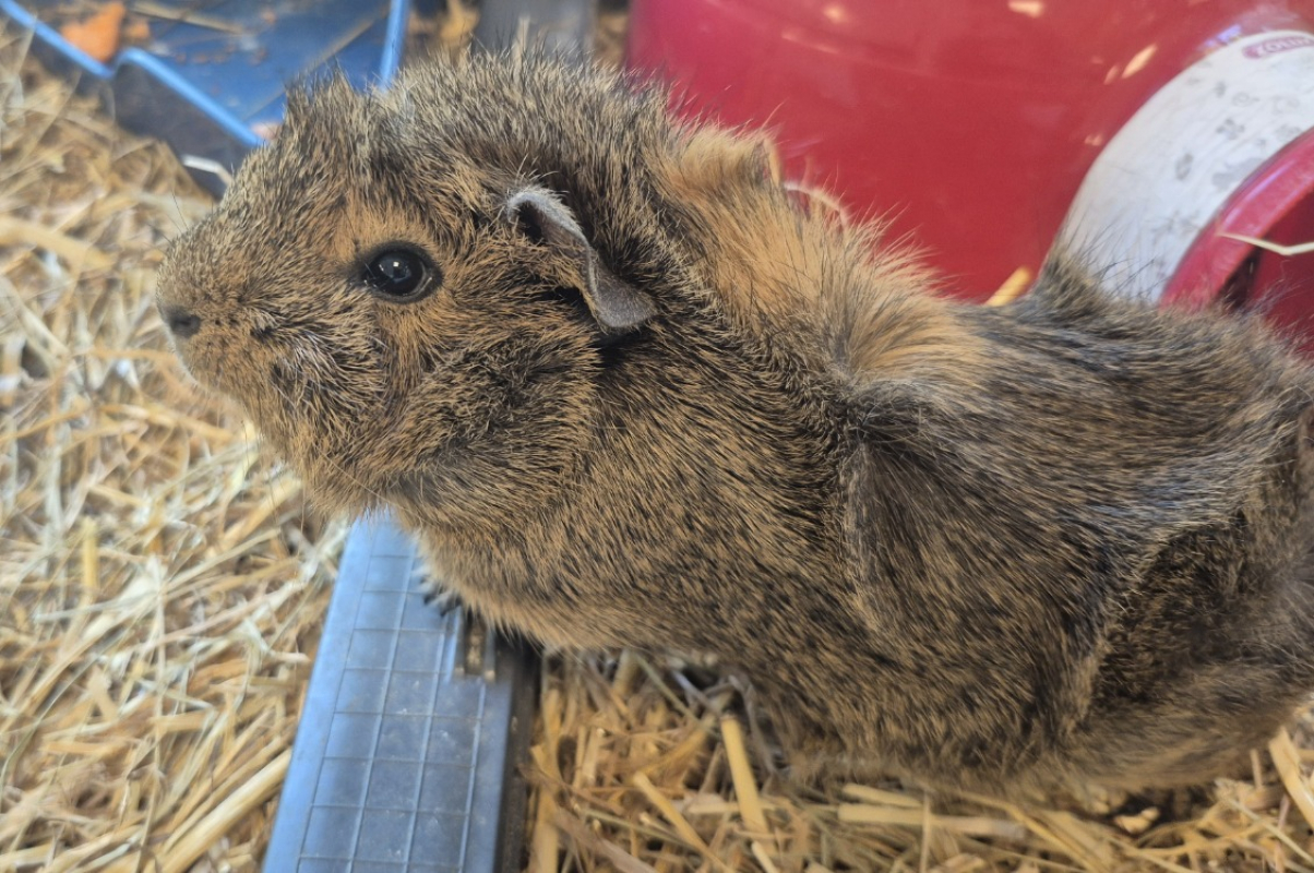 Photo #2 de Motorola