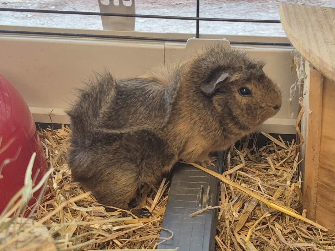 Photo #3 de Motorola