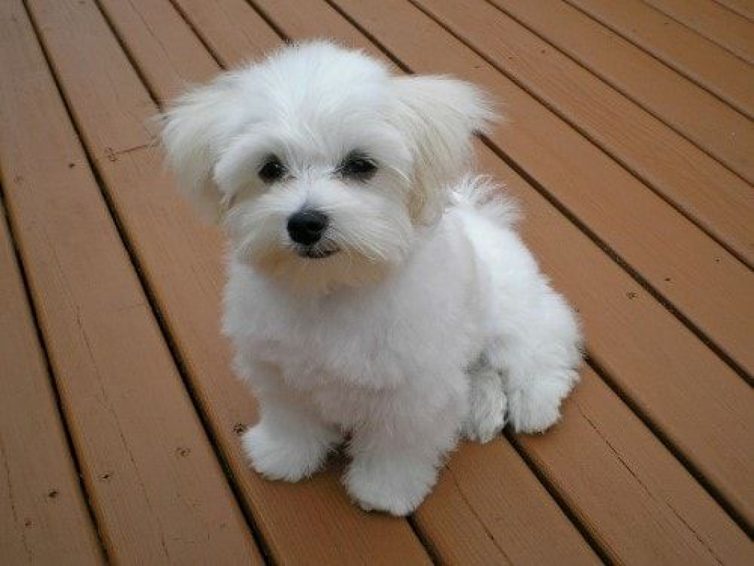 Photo #2 de ANABEL