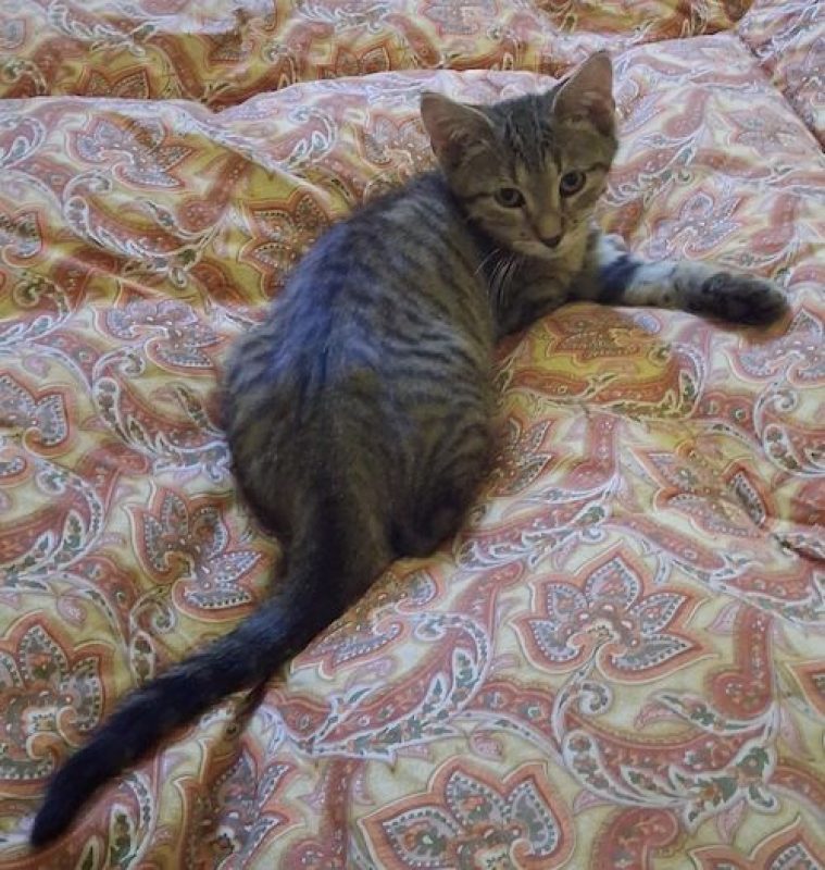 BOUNTY - Chat à adopter - photo 4