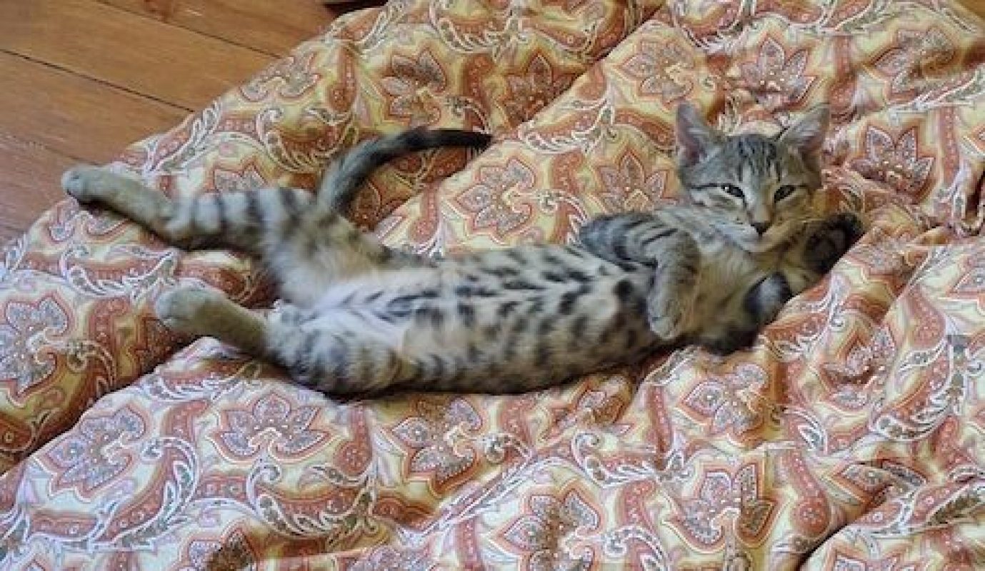 BOUNTY - Chat à adopter - photo 3
