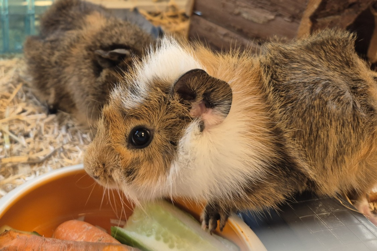 Photo #1 de Bouygues