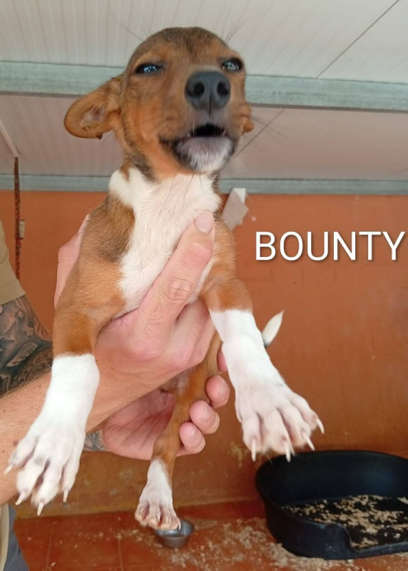 Photo #1 de BOUNTY