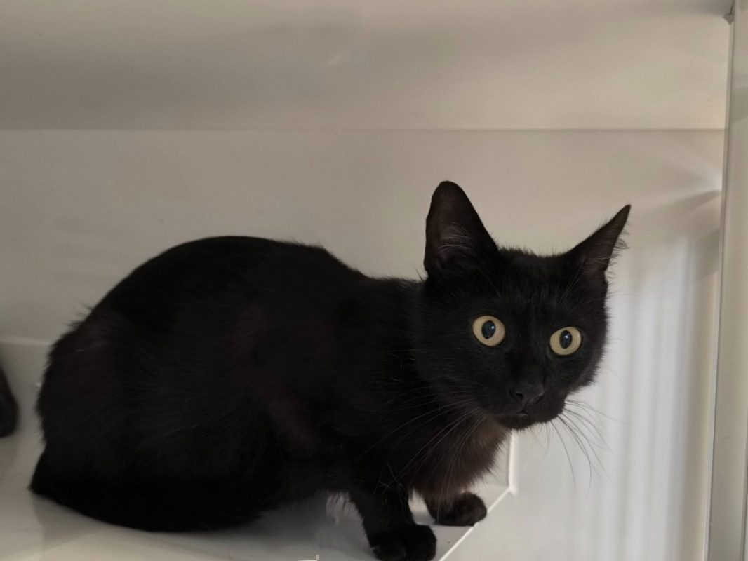 Esselte - Chat Européen à adopter