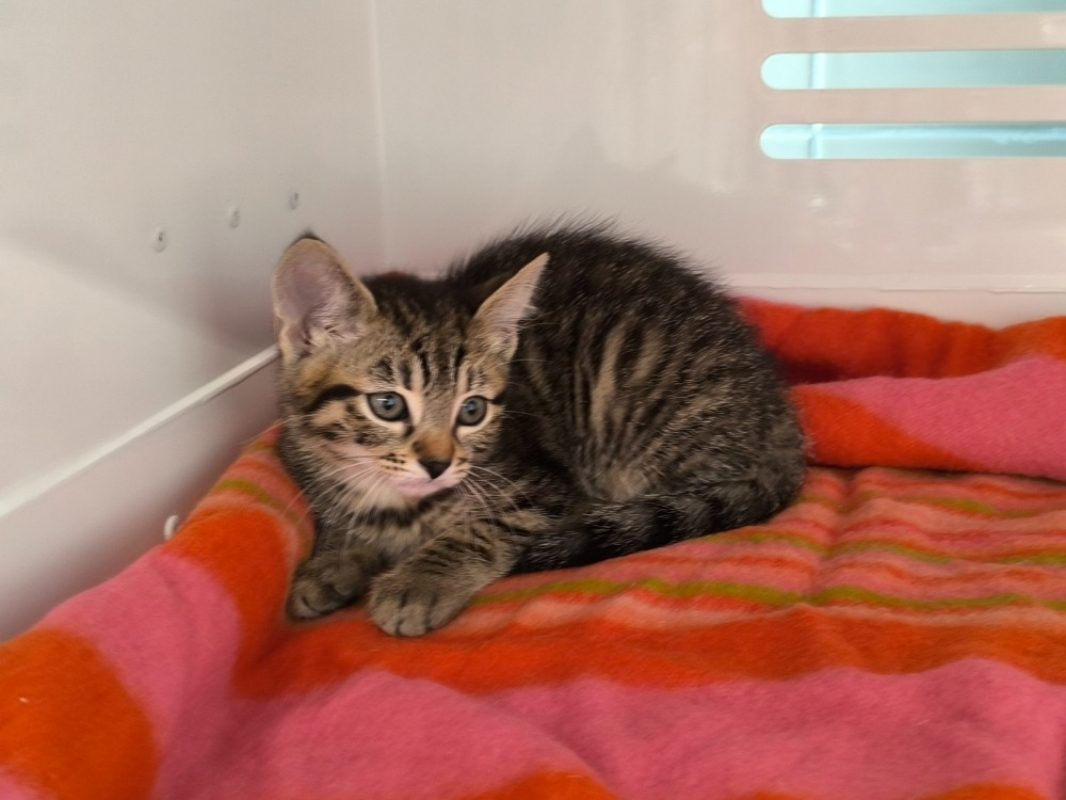 Charlize - Chat Européen à adopter