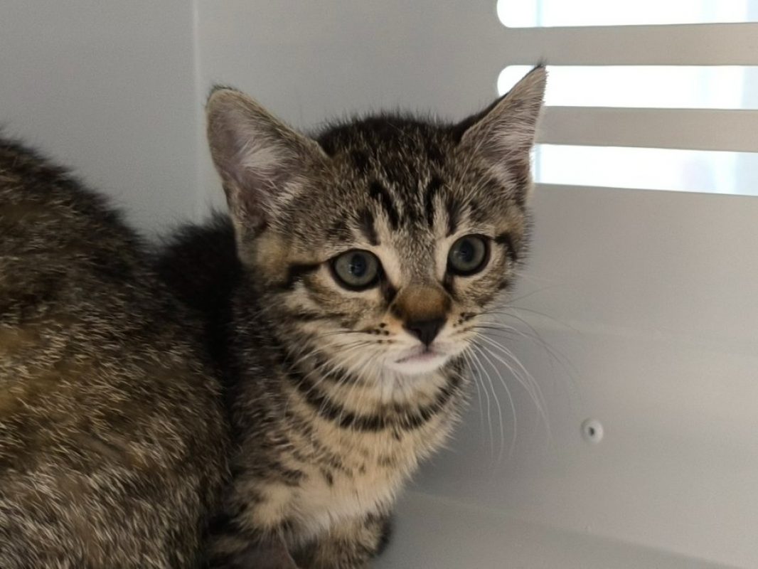 Chacha - Chat Européen à adopter